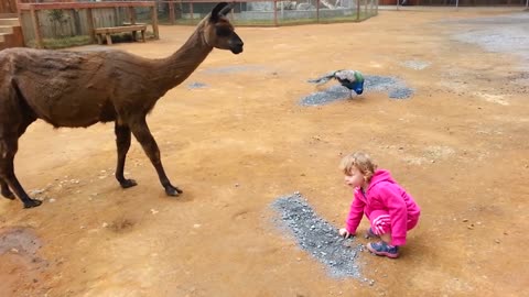 TRY NOT TO LAUGH | Funny Babies At The Zoo - East007