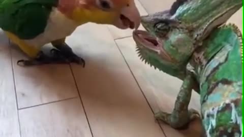 African Grey Parrot In the face of the lizard