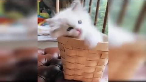 The Ultimate Viral Cat Video