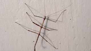 Walking stick