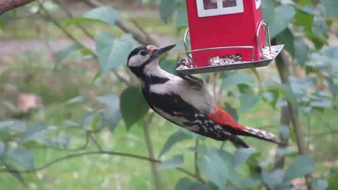 Woodpecker eat some food