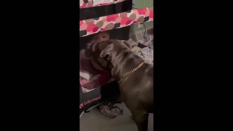 Dog lovingly plays with baby in the crib