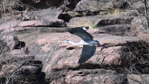 Rock art along the banks of River Chambal , India