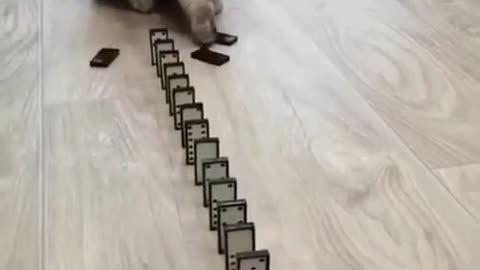 Cat plays dominos!