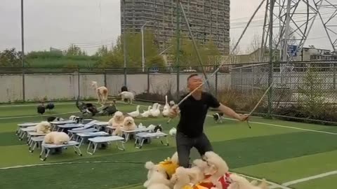 Puppies Jumping Rope #shorts #shortsvideo #video #viral