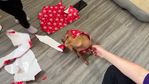 Chihuahua Puppies for Christmas Baby Unwraps Her Chihuahua Dogs!