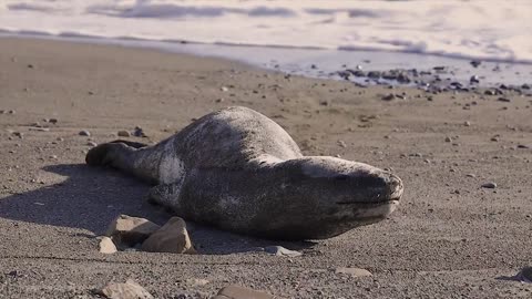 Leopard Seal relaxing on Wellington's South coast Subscribe and like for more!