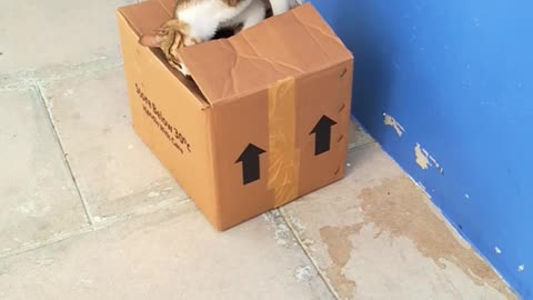 cat playing with cartoon box