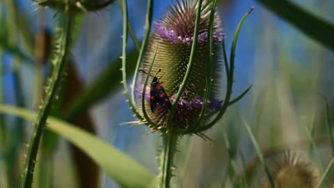 Cute Insect Nature flower standing