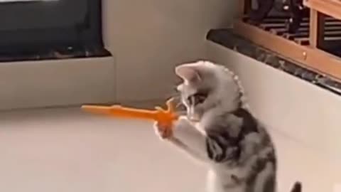 Videos of cute and funny cats