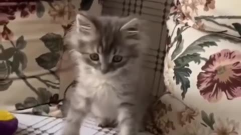 Kitten playing with ball for the time | cutie kitten playing