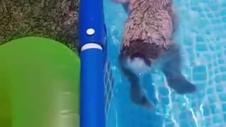 Bunny rabbit goes for relaxing swim in backyard pool