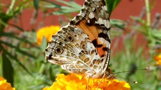 Painted lady butterfly