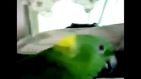 Talented talking, singing, parrot.