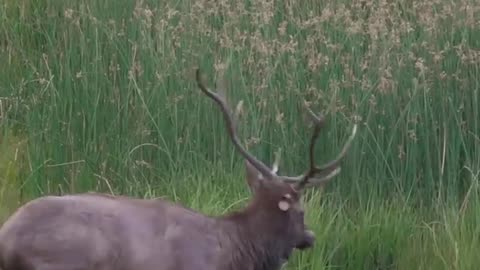 Who s seen an elk Wallowing up close before? | #elk #wildanimals #wildlife