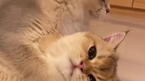 The Cutest Cats playing ( Cats & Kittens )