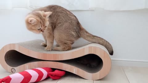 A kitten greeting "Good morning" from inside the hole