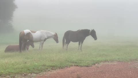 Very lazy foggy morning in Alabama