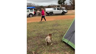 How to catch a koala? With your bare hands!