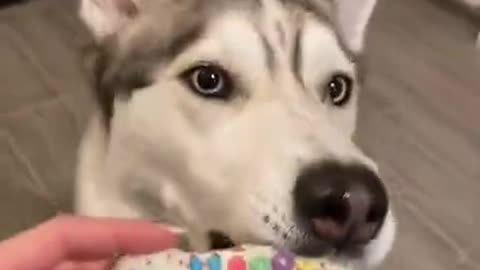 Funny dog video