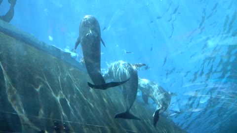 People under water Make Photo with Mobile Smart Phone of Dolphin