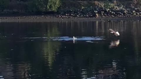 Eagles Prey on Seagull