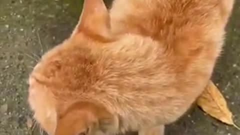 Amazing cat 🐈 trending video