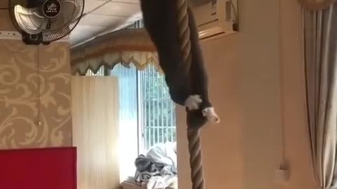 A cute cat climbing a rope