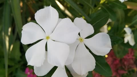 flowers have long been admired and used by humans to bring beauty to their environment