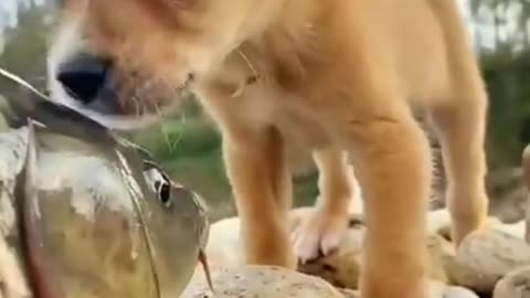 cute dog and fish friend ship