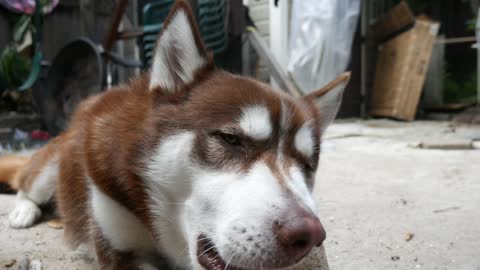 TRYING TO STEAL A HUSKY'S BONE