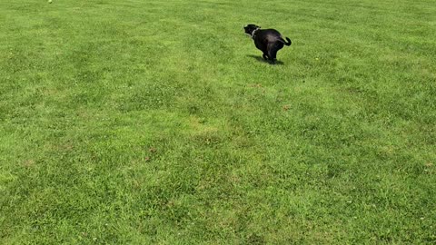 Fetch on a hot summer day