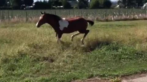 I think this pony will run very fast when he grows up, because his legs are so long