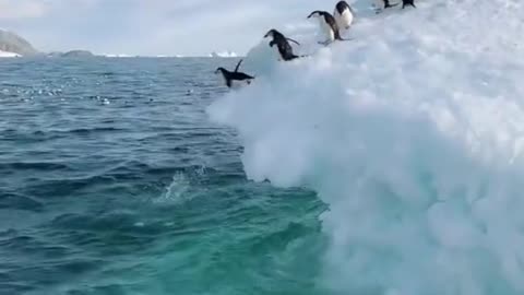 the penguins