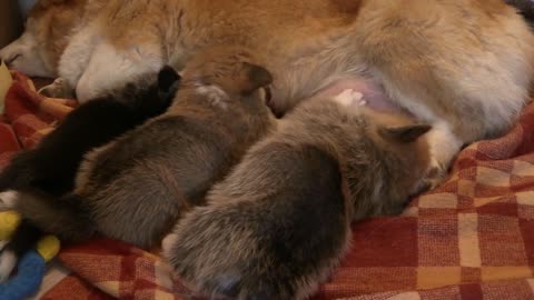 Little Puppies Suckling Their Mom