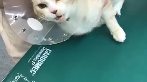 Funny Cat getting injection video