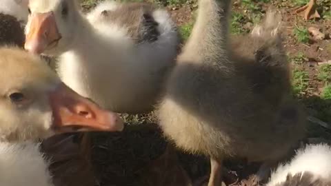 Goslings making lots of conversation.