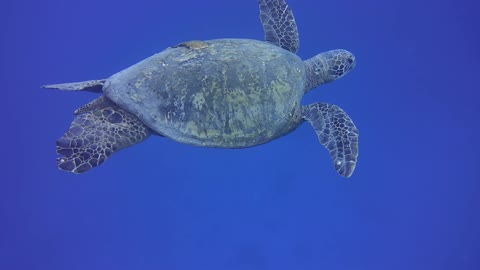 Serenity Under the Sea