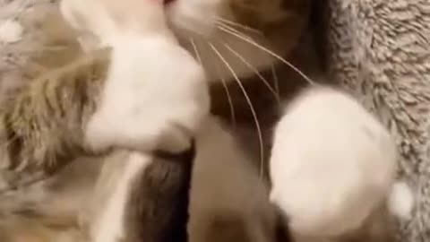 Funniest Cats 😹 - Don't try to hold back Laughter 😂 - Funny Cats Life