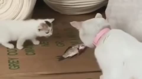 Cat caught fish