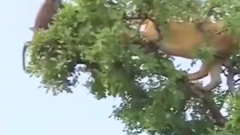 Tiger Attack Monkey On Tree ! Animals Video ! Wild Animals ! Monkey Video ! Tiger Video ! #Shorts ||