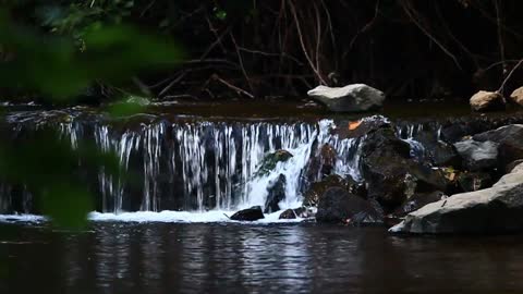 Babbling Creek