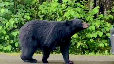 Bear Tries to Enter Scared Person's Car