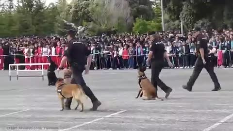 Amazing 15 Best Trained Disciplined Dogs in The World