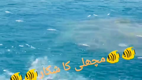 fish hunting with blast amazing video