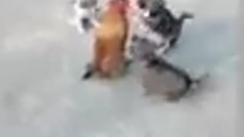 Chicken vs. Dog fight