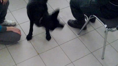 German shepherd of black color at a training session on the designation of a place or thing