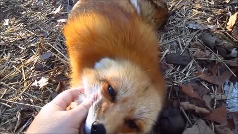 Cute baby animals - Adorable Baby Fox Pups Playing funny Compilation