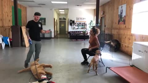 Dog training- Dog reactivity training