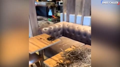 Farmers Dump Manure Inside McDonalds Restaurant